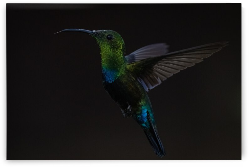 Hummingbird - 3 by JADUPONT PHOTO