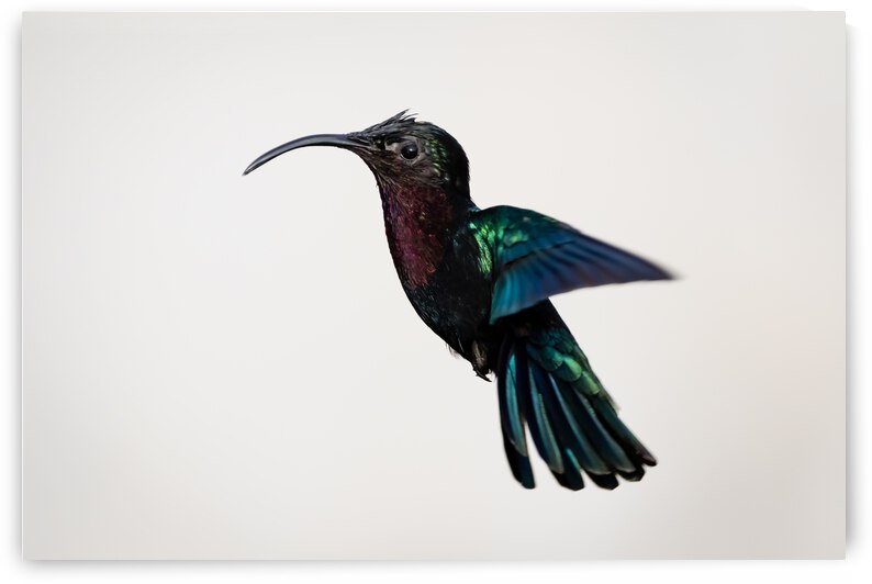 Hummingbird - 2 by JADUPONT PHOTO