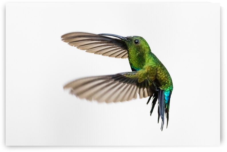 Hummingbird - 1 by JADUPONT PHOTO