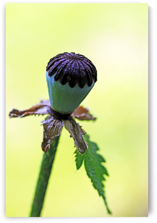 Oriental Poppy Pod by Deb Oppermann
