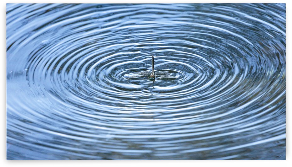 Dragonfly on Water by Joe Riederer