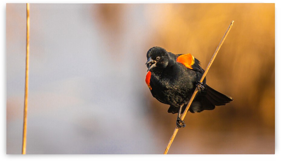 Red-winged Blackbird in Marsh by Joe Riederer