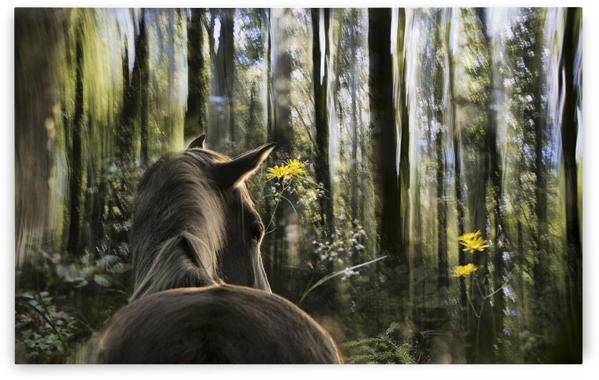 sound are forest by 1x