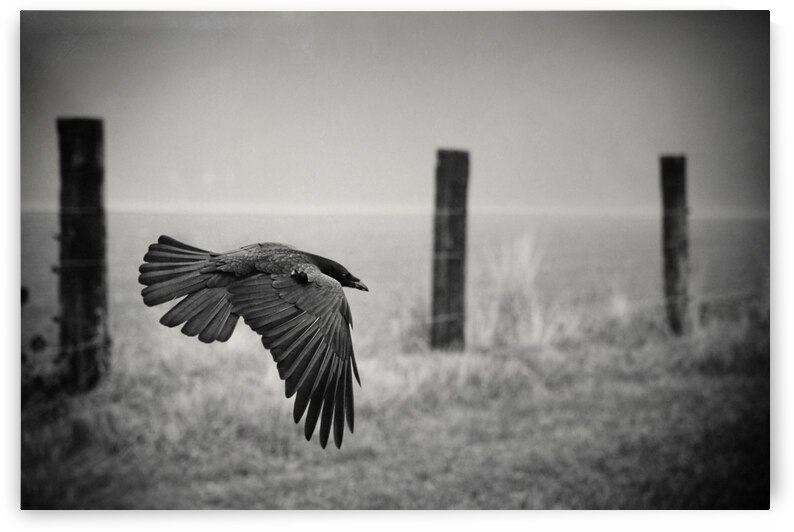 the day of the Raven by 1x