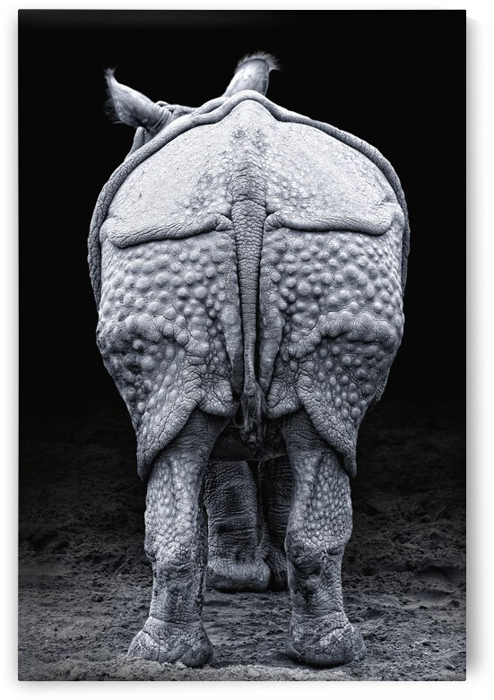 Rhino buttocks by 1x