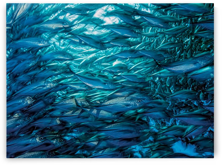 Fast Moving School of Jacks by 1x