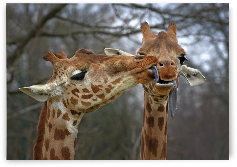 Happy Valentine by 1x