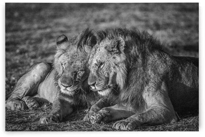 The aging alliance. by 1x