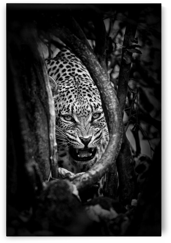 'Leopard's Lair' by 1x