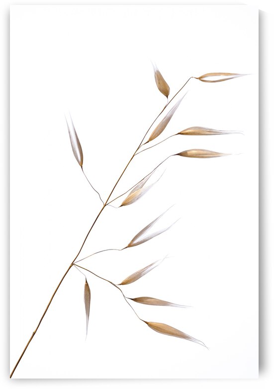 subtle delicateness by 1x