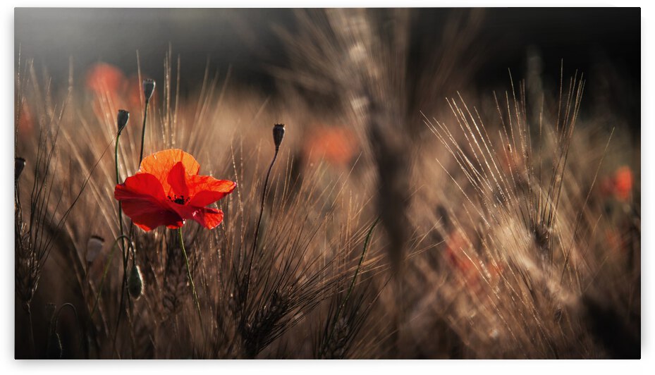 Poppy with corn by 1x