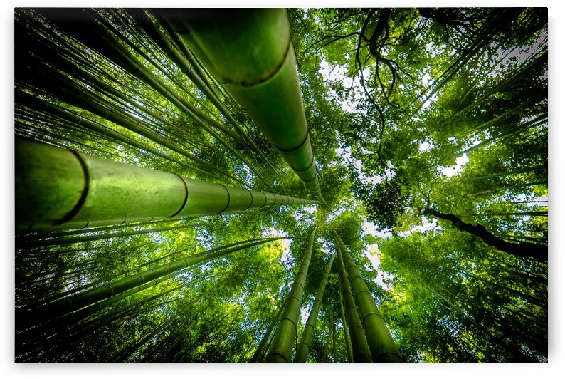 ARASHIYAMA by 1x