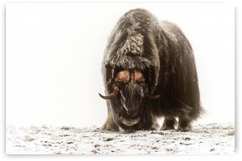 Between the fog and frost by 1x