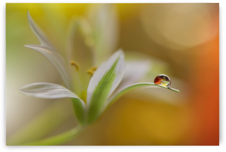 Sound Of Colors... by 1x