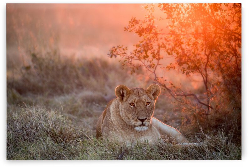 Sunset Lioness by 1x