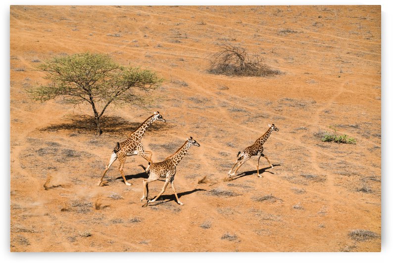 Family Paradise by 1x