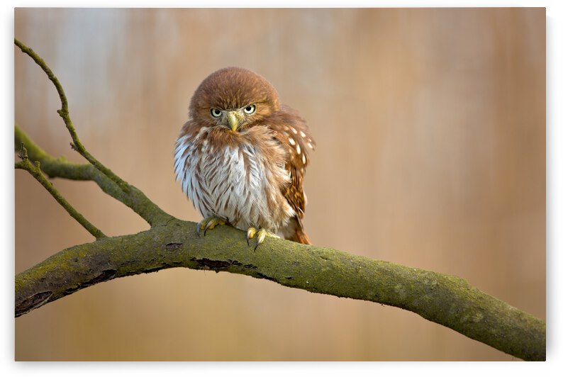 Ferruginous pygmy owl by 1x