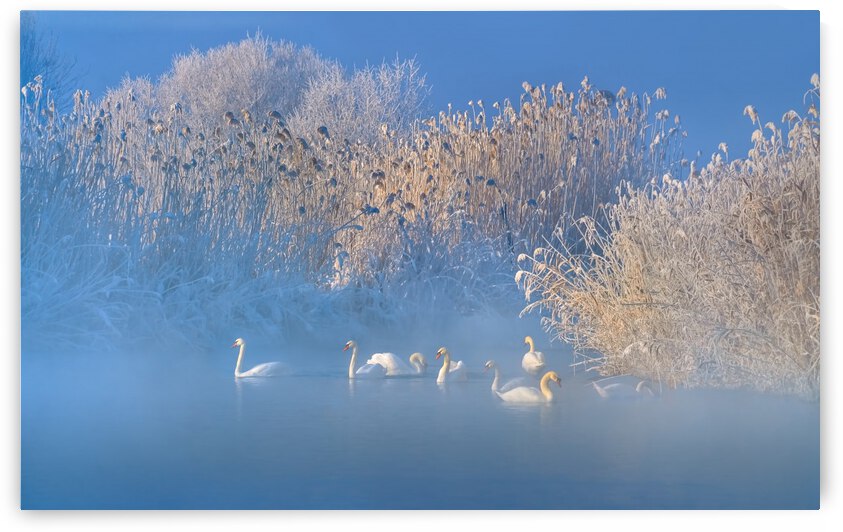 Blue Swan Lake by 1x