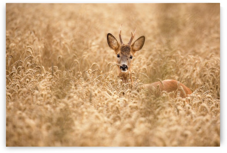 Deer in the field by 1x