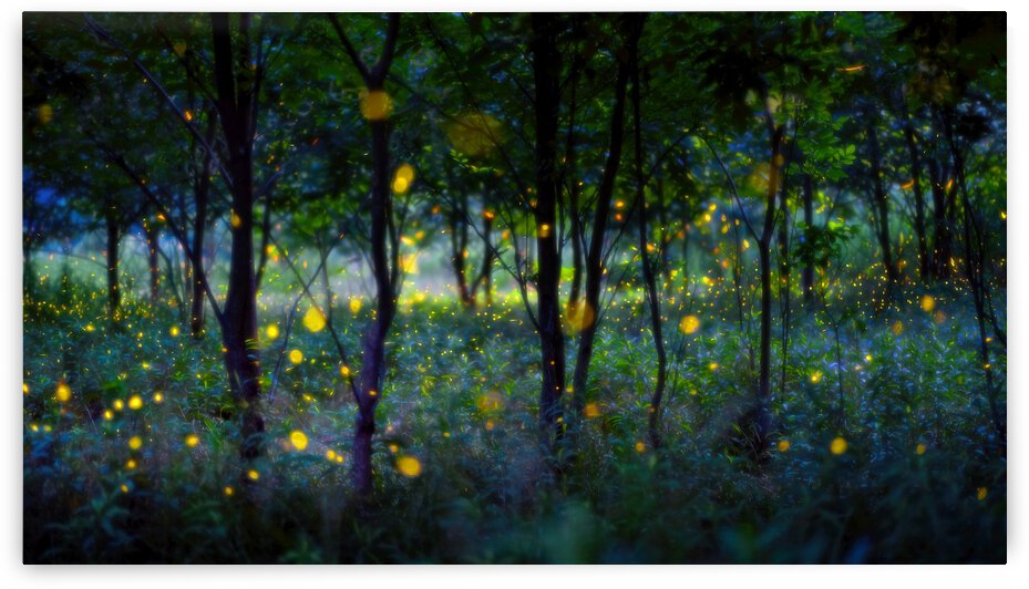 Magic fireflies by 1x