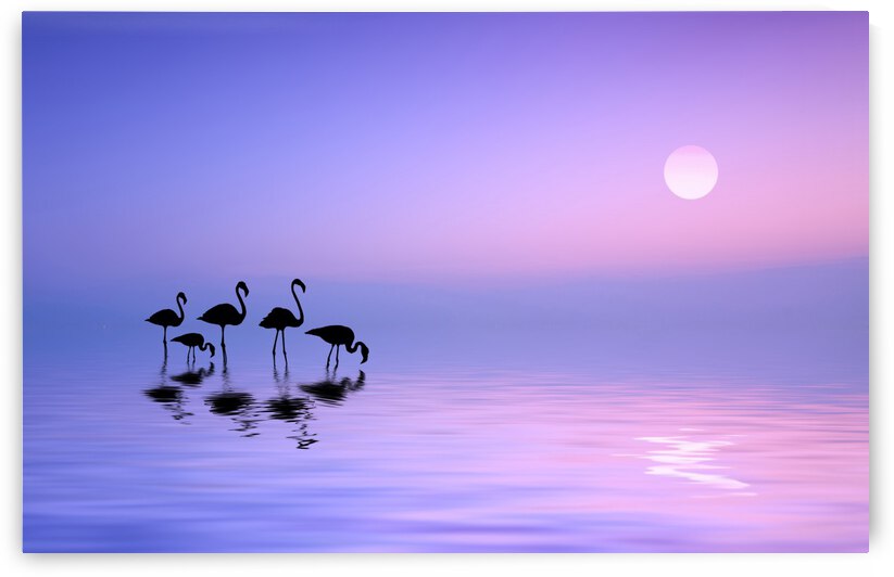 Morning Flamingo by 1x