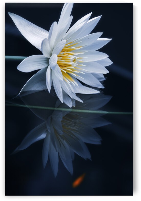 Reflecting world by 1x