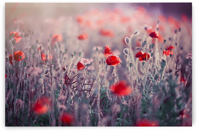 Poppy Meadow by 1x
