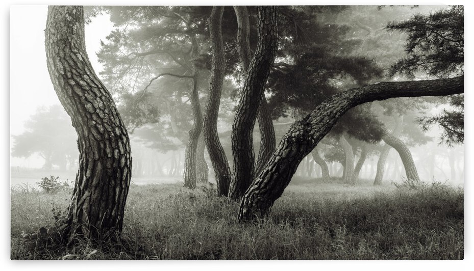 Pine Grove in Fog-1 by 1x