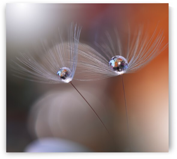 Immortal Love.. by 1x