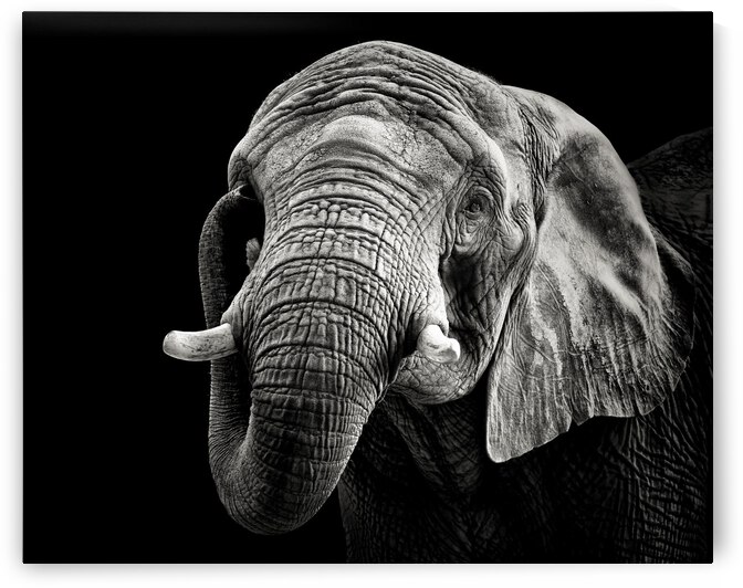 African Elephant by 1x