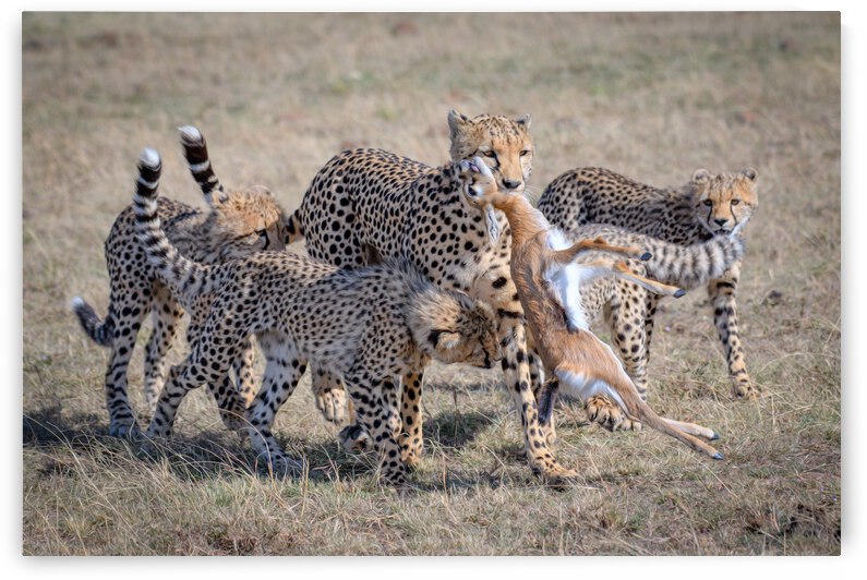 Cheetah Hunting by 1x