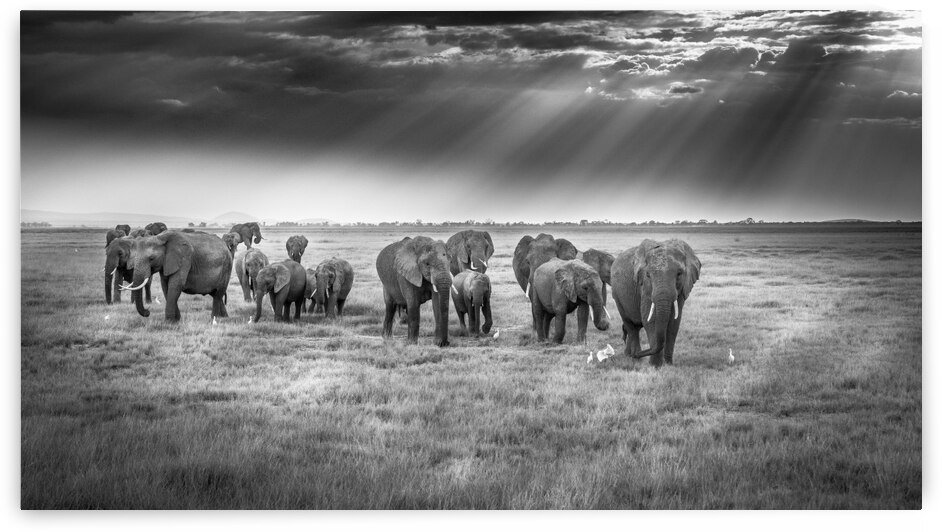Breakfast with pachyderms by 1x