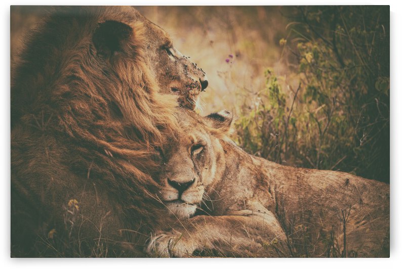 We qflyq together by 1x