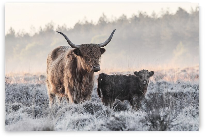 Highlander and Calf by 1x