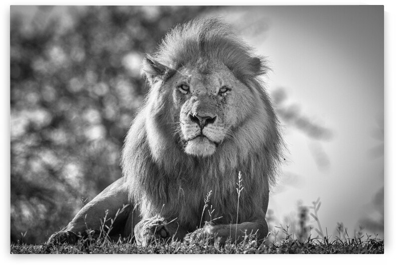 Monochromatic lion king by 1x