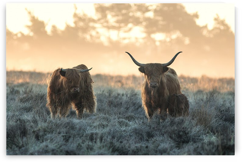 Three Highlanders by 1x