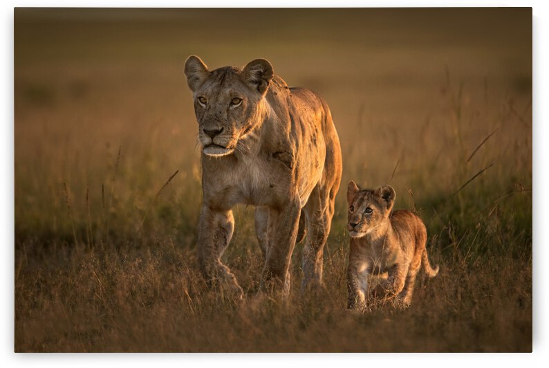Mom lioness with cub by 1x