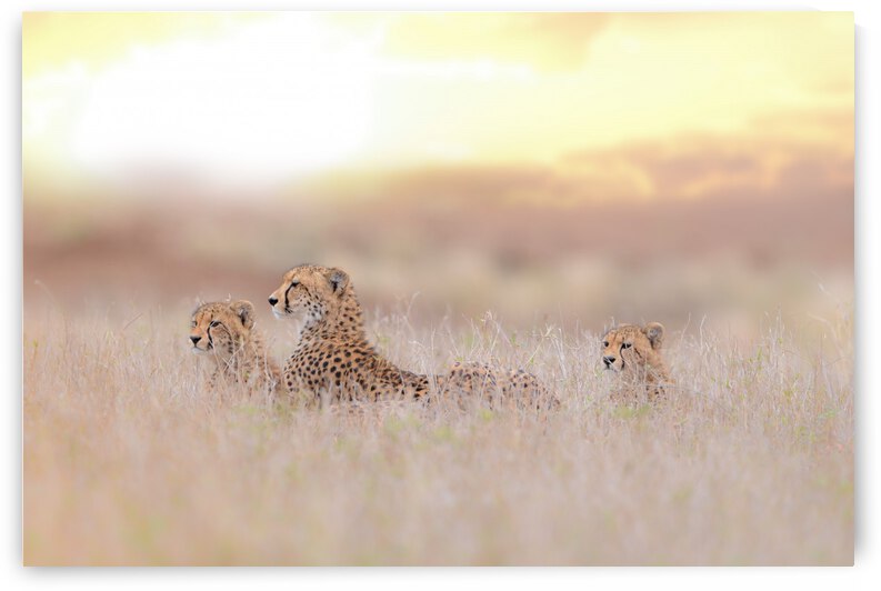 Cheetah Family by 1x