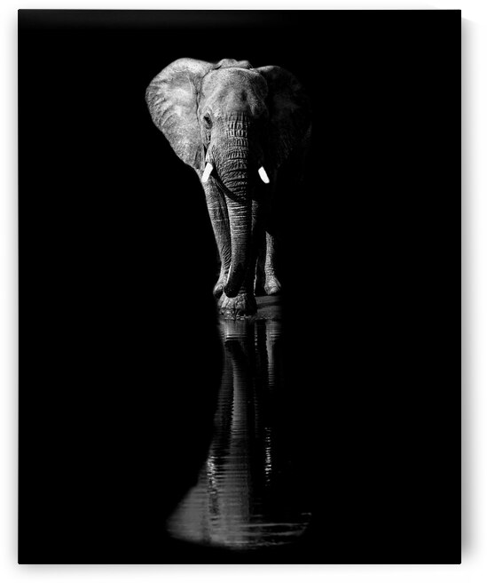 Elephant by 1x