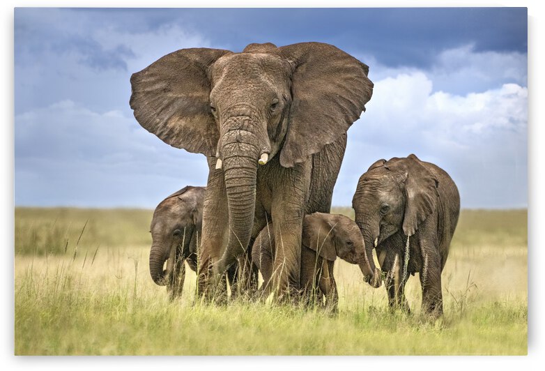 Elephant mom protecting her calves by 1x