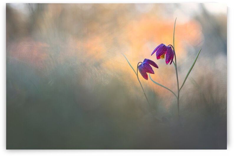 Spring danse by 1x