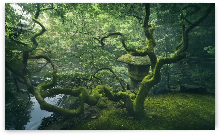 Japanese Tree by 1x