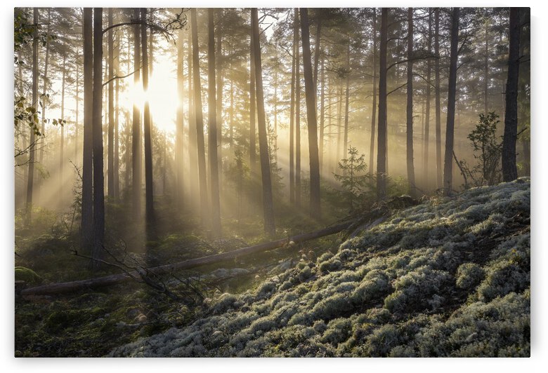 Fog in the forest with white moss in the forground by 1x
