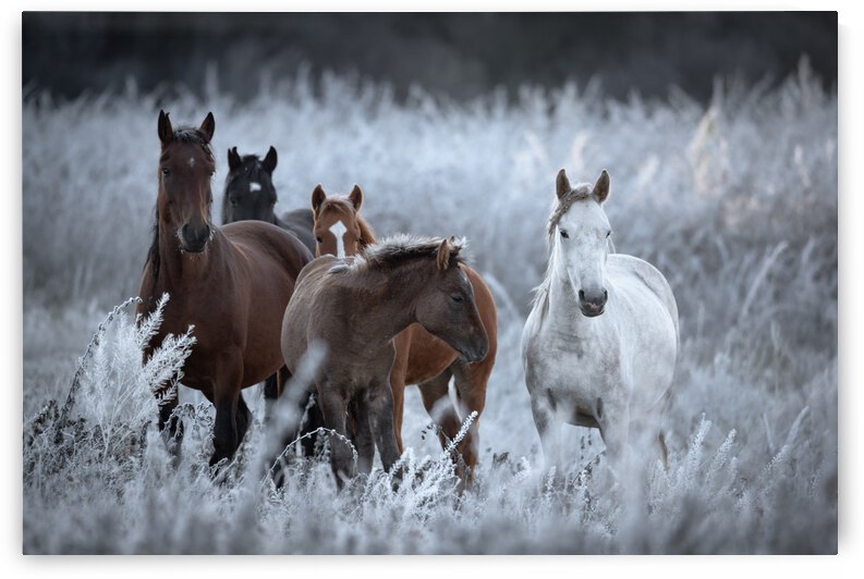 One frosty morning.. by 1x