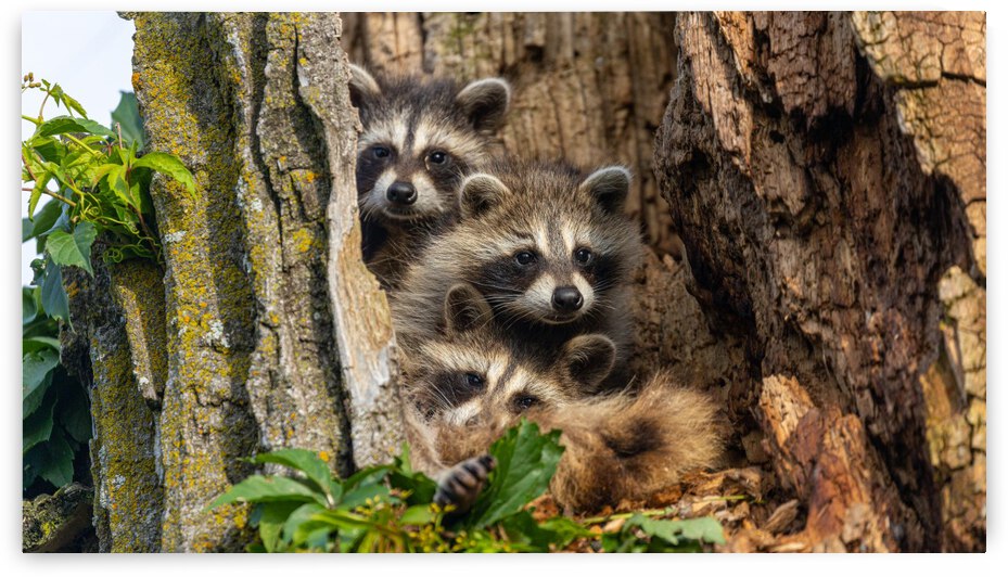 Raccoon Family Tree  by Joe Riederer