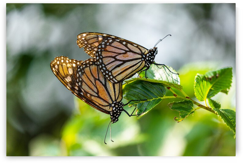 Monarchs Making More Monarchs by Joe Riederer