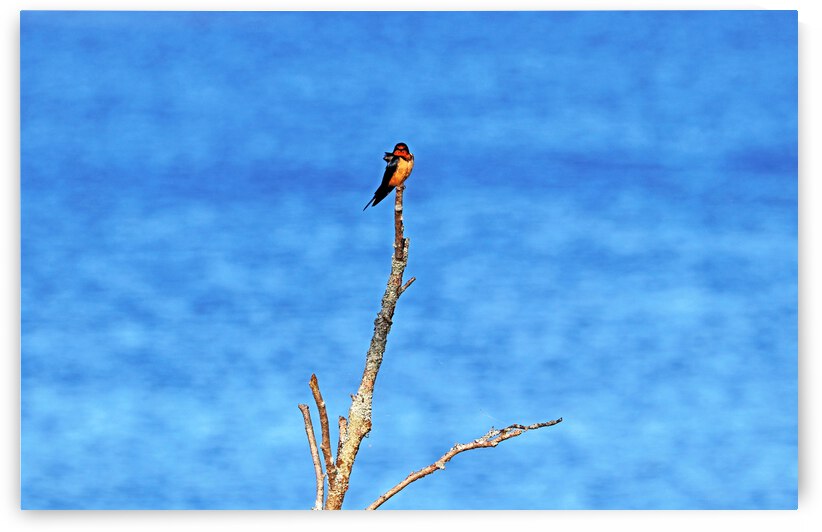 Barn Swallow By The River by Deb Oppermann