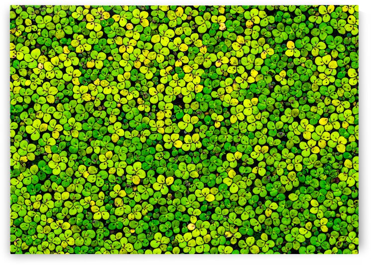 Duckweed by Joe Riederer