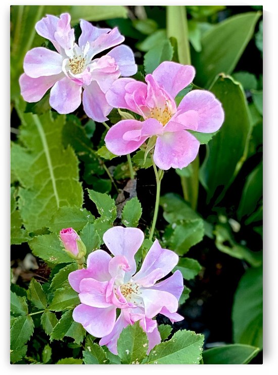 46F5892D B379 4622 A28C 91A6130F4D77 by shadowmaud