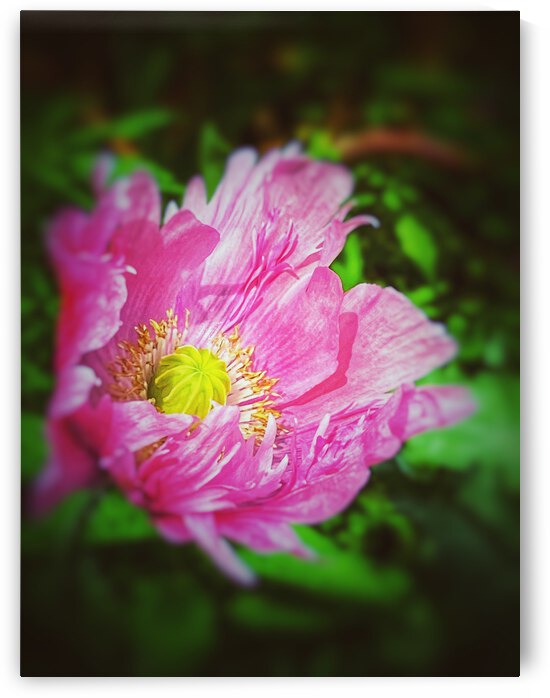 DDB55877 C6EF 454E A3B2 CA22E9070E52 by shadowmaud